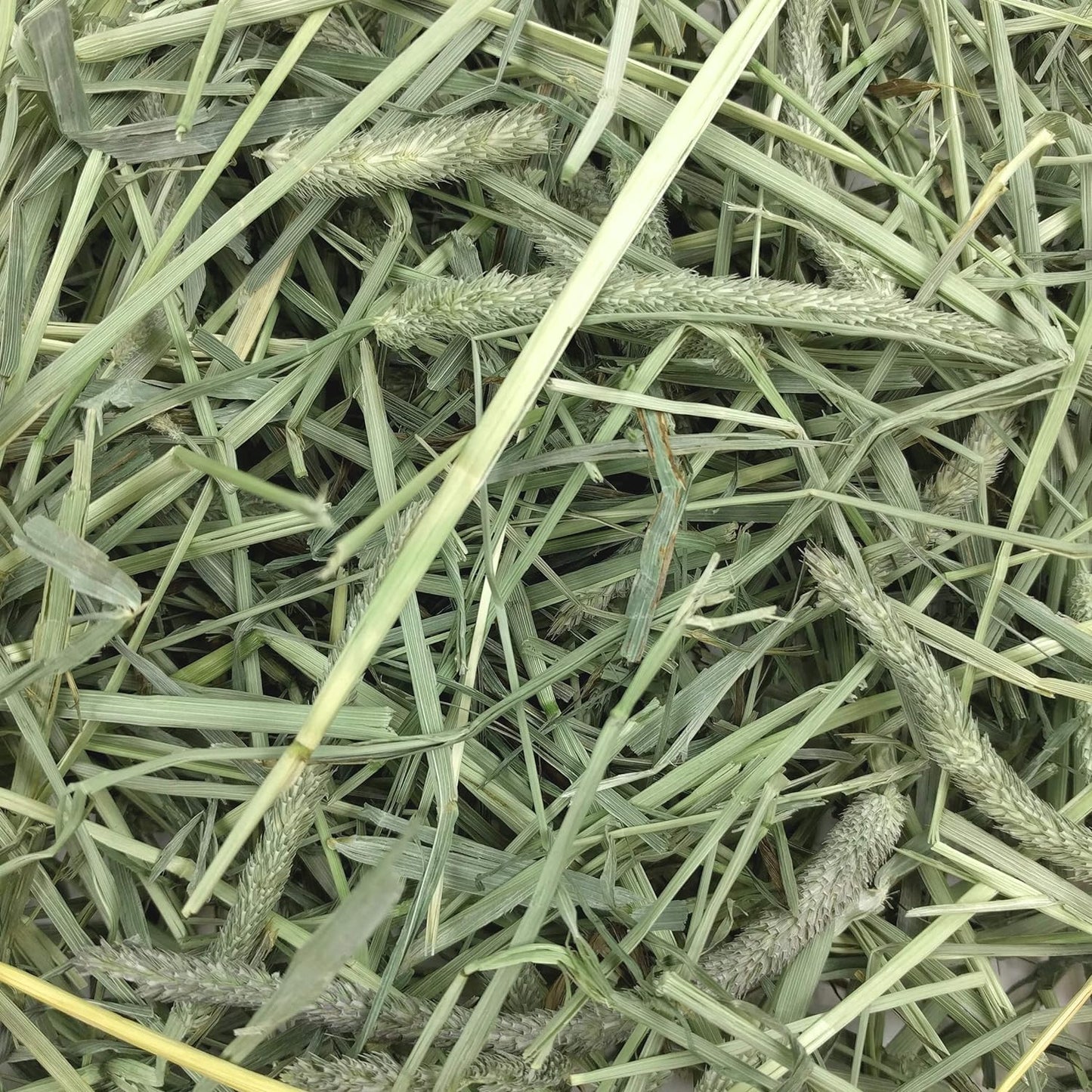 Animal Health Western Timothy Hay, Guinea Pig Hay, Small Pet Bunny Supplies, All Natural Grass for Guinea Pig, Bunny, Chinchilla & Hamster, Rabbit Supplies for Bunnies, 90 Oz. Bag