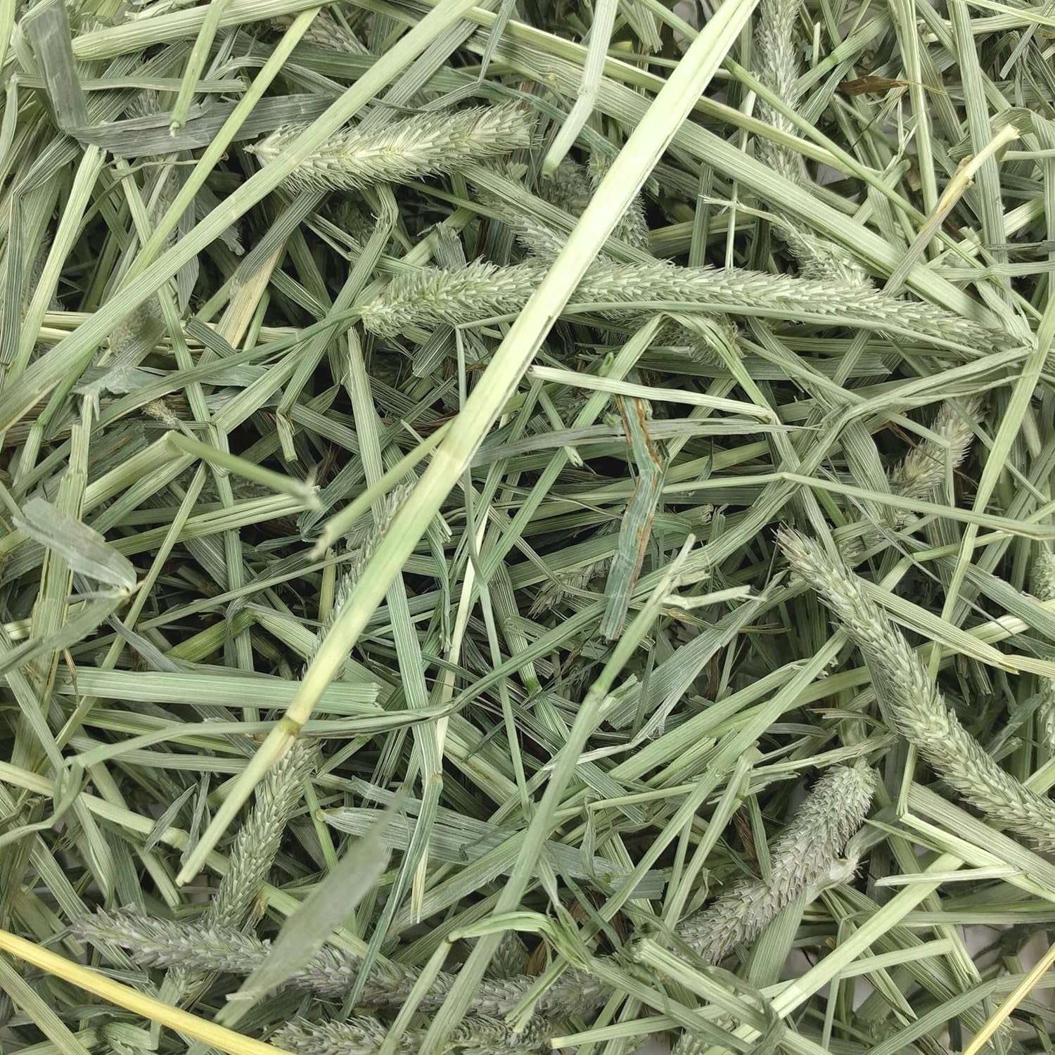Animal Health Western Timothy Hay, Guinea Pig Hay, Small Pet Bunny Supplies, All Natural Grass for Guinea Pig, Bunny, Chinchilla & Hamster,  Rabbit Supplies for Bunnies, 90 Oz. Bag